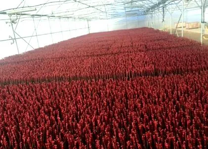 diéta