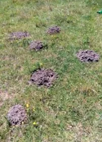 kártevője