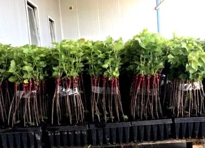 ukrajna