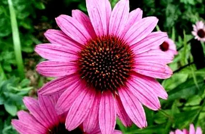 echinacea