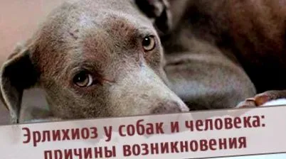 людські