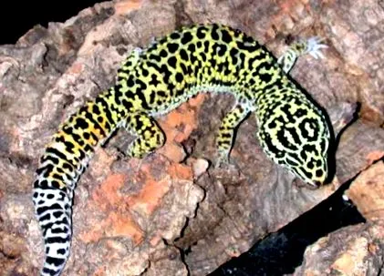 javaslatok