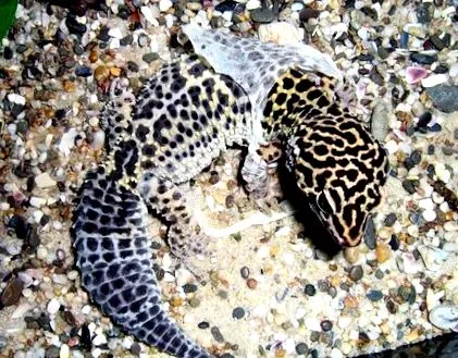 javaslatok
