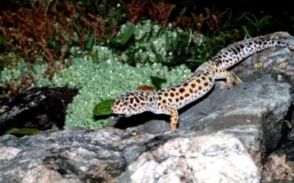 javaslatok