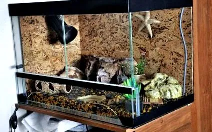gecko