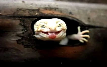 gecko