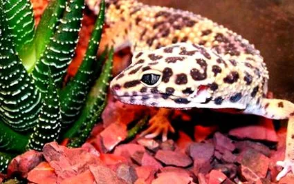 gecko
