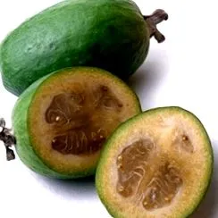 feijoa