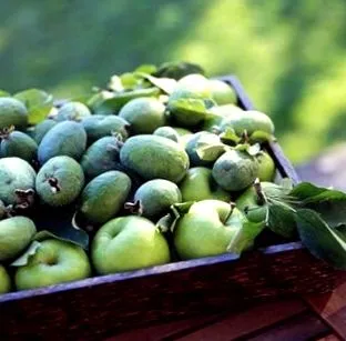 feijoa