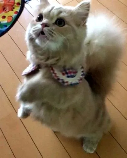 гарний
