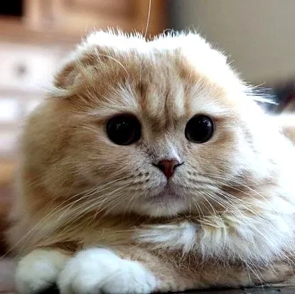 гарний