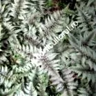 niponicum