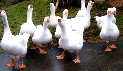 cuvânt