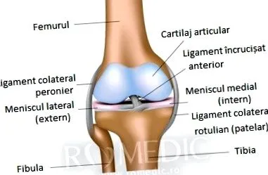 osteoarthritisének ízületi porc