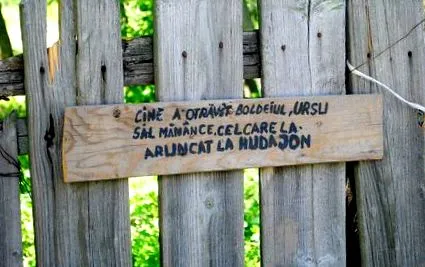 costica acsinte