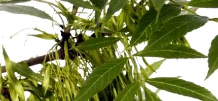 csid fraxinus