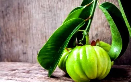 garcinia garcinia