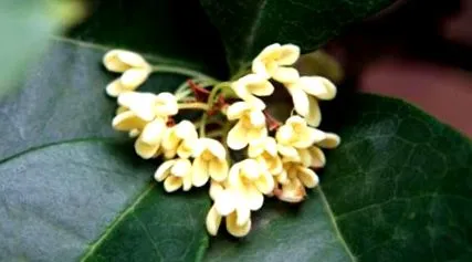osmanthus