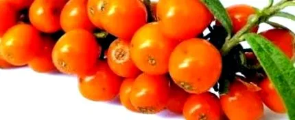 egészségforrás