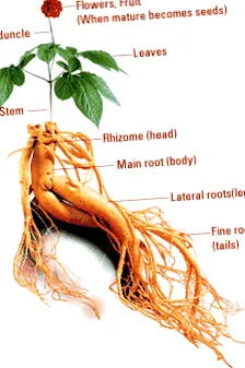 nutripharm
