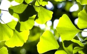 ginkgo