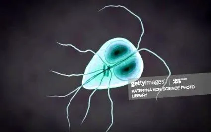 bélparaziták Giardia