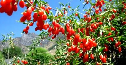 legfontosabb fruit