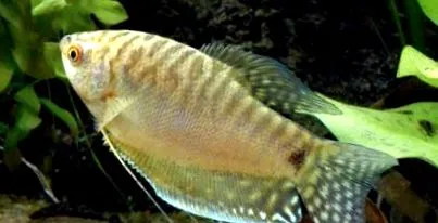 gourami márvány