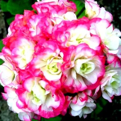 legjobb hellebore