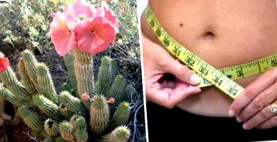 hoodia