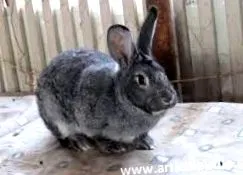nyúl