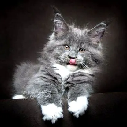 Maine Coon