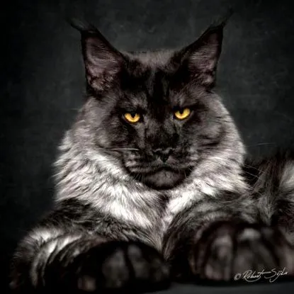 Maine Coon