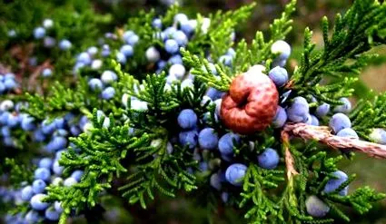 juniperus