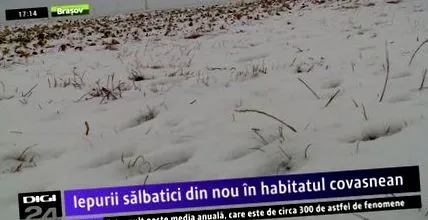 mezején nyulak