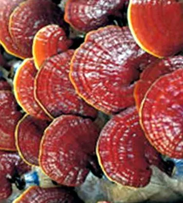 ganoderma ganoterápia