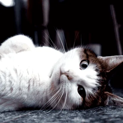 Felis silvestris