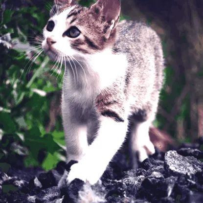 Felis silvestris