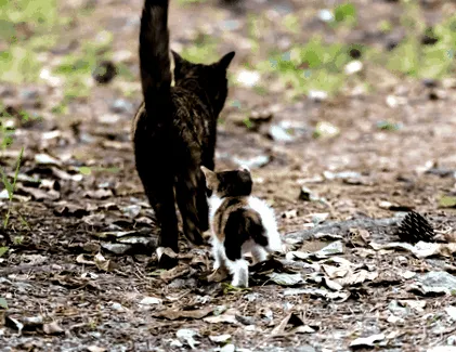 Felis silvestris