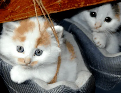 Felis silvestris