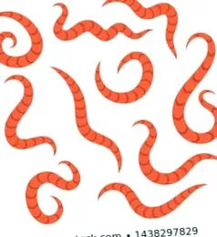 pinworms flatworm