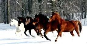 съвети практически