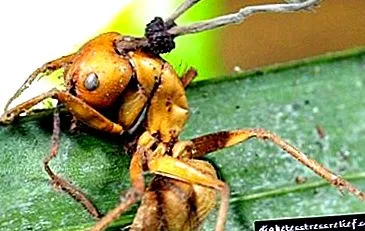 corpului corpului