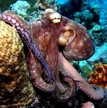 octopus vulgaris