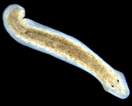 turbellaria platyhelminthes