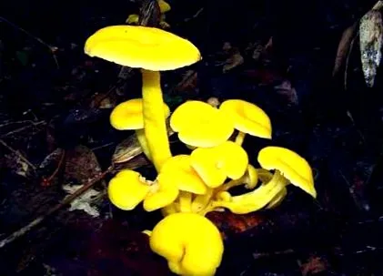 prezența organism
