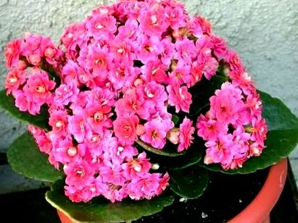 blossfeldiana