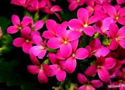kalanchoe