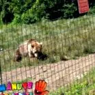 мечка lessonивотен