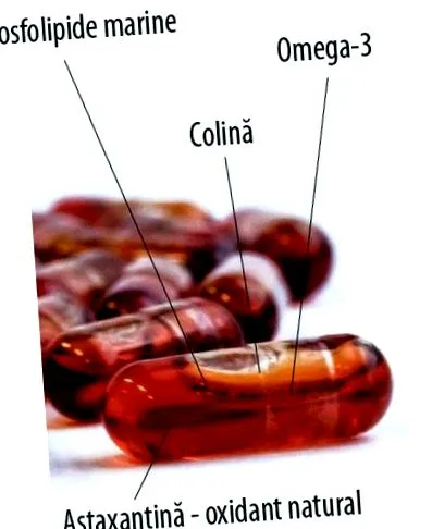 krill